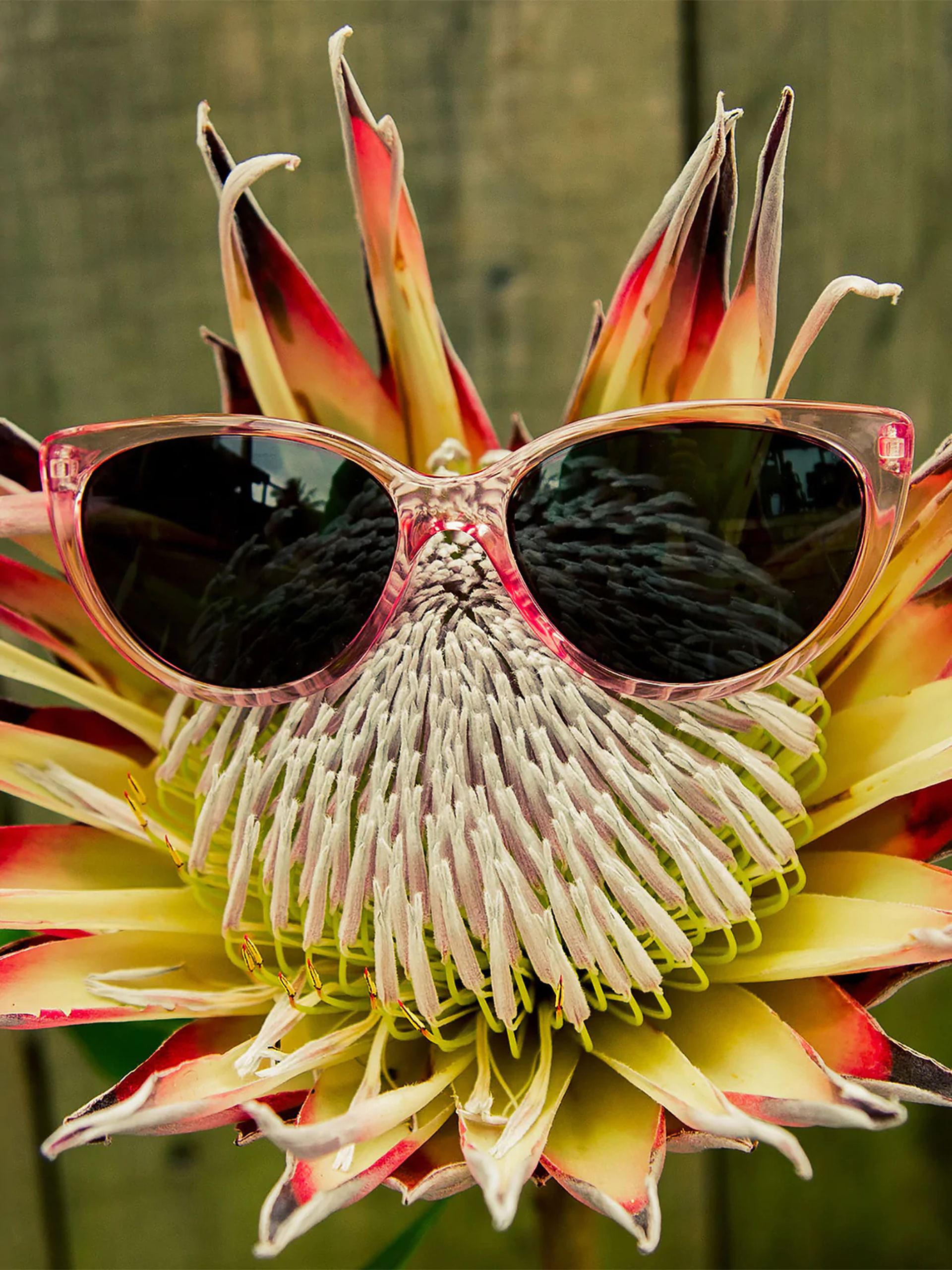 Volcom Butter Sonnenbrille Wmn (crystal light pink/gray)