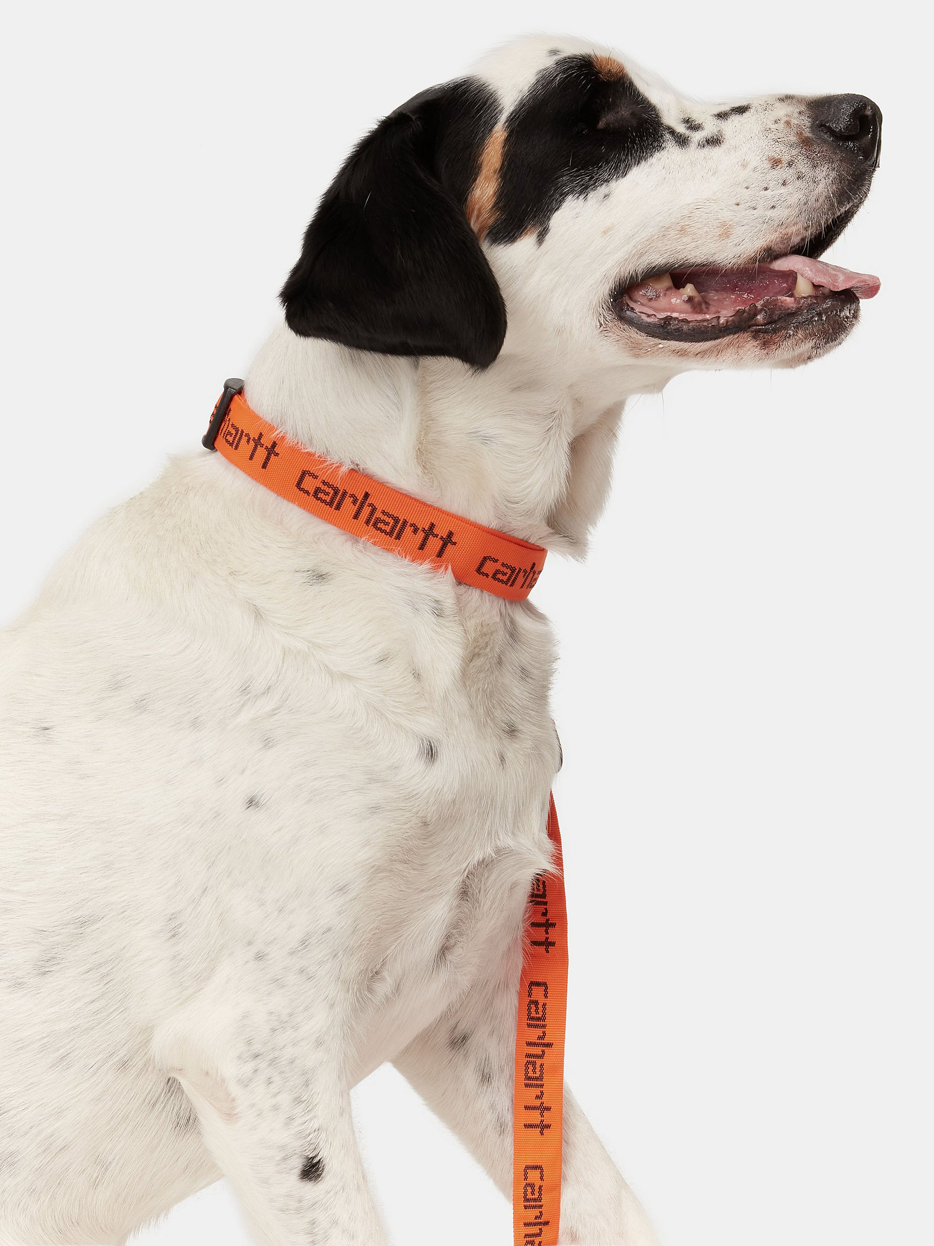 Carhartt WIP Script Dog Leash & Collar (carhartt orange/black)
