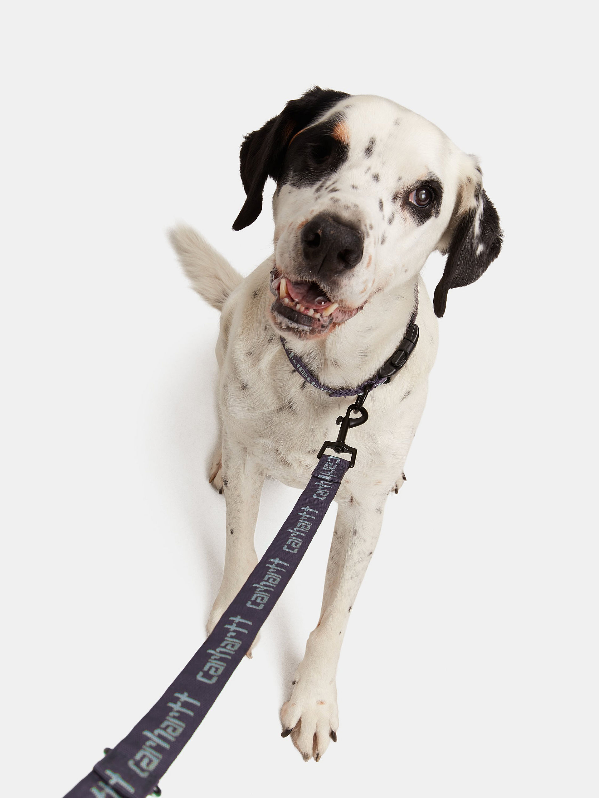 Carhartt WIP Script Dog Leash & Collar (artichoke/misty sage)