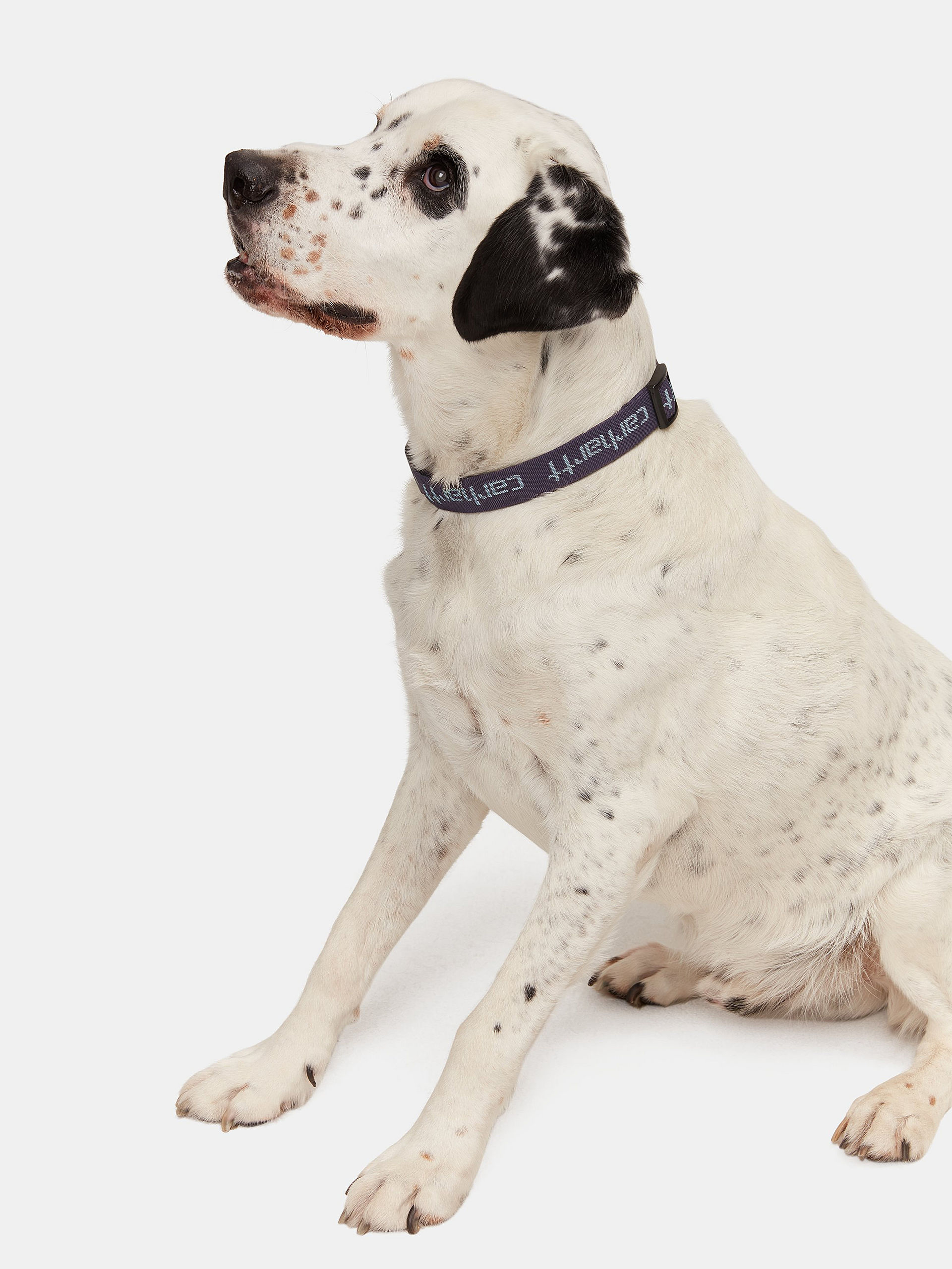 Carhartt WIP Script Dog Leash & Collar (artichoke/misty sage)